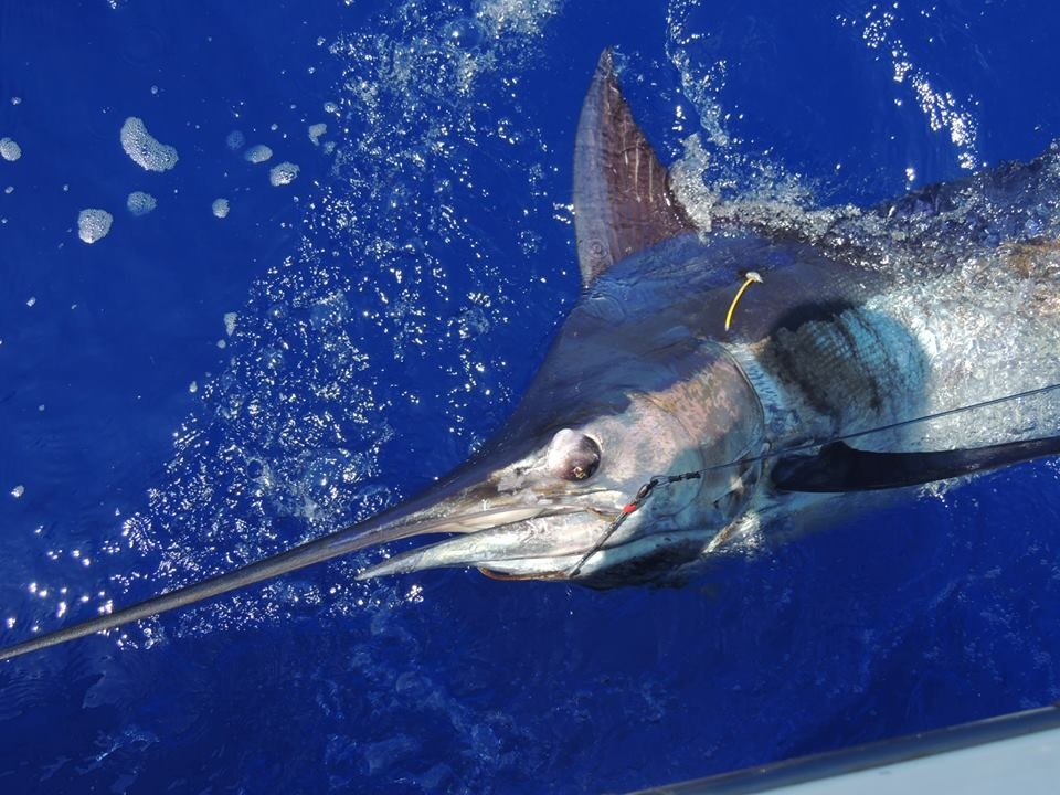 Maui Sport Fishing for Marlin in Hawaii - Maui Sights & Treasures